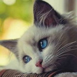 João de Castro Lima Filho