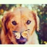 chantal de andrade gomes barreto