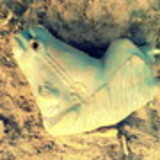 Mateus Barreto Dourado