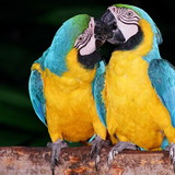 Valéria da Costa Caldeiron