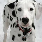 soraia giacomoni bravo