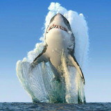 Nelson Alexandre Marques de Oliveira