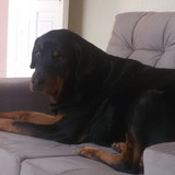 Camila Domingos Pires