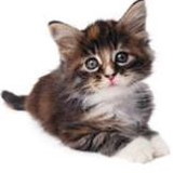 Elizabeth Almeida dos Santos