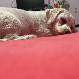 Bruna Silva Araújo Nunes