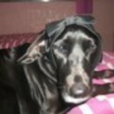 Giselli de Oliveira Horta