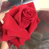 Julyana Faria Pereira