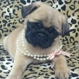 Márcia Regina Tamarossi Andreeta