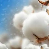 excluido_Fio de Algodão