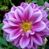 Elizabeth Pereira da Silva