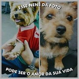 Greice dos Reis ferrari