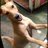 maria do socorro araujo