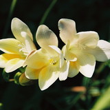 Celina Faig Lima Carta