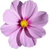 MARIA ODETE CAMPANHOLO CHAVES