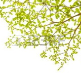 Glauciele Carvalho Póvoa