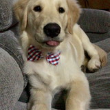 Everton Luís Lenz weyh