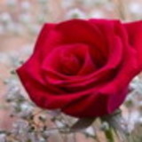 AMANDA FERNANDES RABELO PRADO