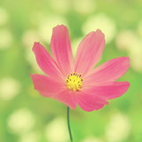 LUCINEIDE CASTRO BRITO