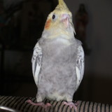 maria henriquet diniz almeida