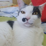 Thays Luana Camargo Teixeira 