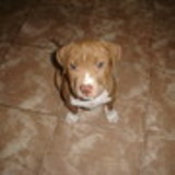 Concettina G. cavalcanti