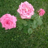 Josefina Aparecida de Andrade 