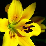 DANIELLE DE ARAÚJO BEZERRA GOMES