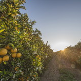 Carolina Labão Ardachnilzoff