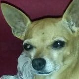 Andressa Tatiane de Lima