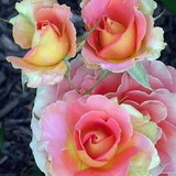 Associação Mineira da Providênci IDP