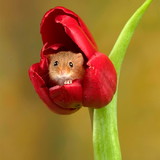 Nina Campos Vergal Zambardino