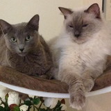 Sandra Boveto da Silveira