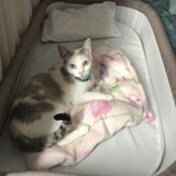 rebeca kuhnen Mendes