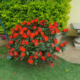 Daniele Augusta Baratto Rodrigues