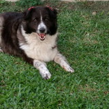 Monique Piccini Fernandes