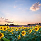 Natália Cristina de Oliveira