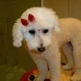 raphaella alves correa