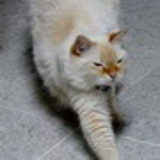 Fernanda Melani Drabik