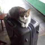 Vanessa Gomes Luiz da Costa