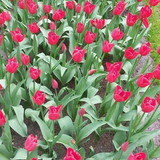 Célia de Fátima Pravatta Pivetta