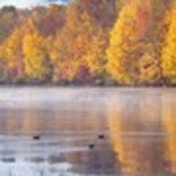 Sergio P Lopes Junior