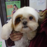 SERGIO RICARDO PROCART MACHADO