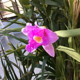 Marlene Ap. Miron Bastelli