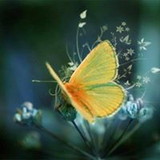 Isabel Helena Barrili Busato