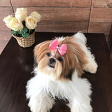 Pet Lovers Acessorios Pet