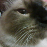 GISLAINE CARRIJO DE SOUZA MARGATO