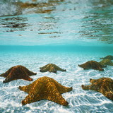 Ana Carolina Brochado Geist