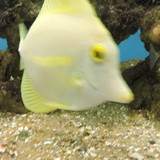 ADÃO QUEVEDO VIEIRA