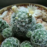 Ana Claudia Carneiro  da Silva