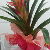 maraisa ferreira azevedo vieira